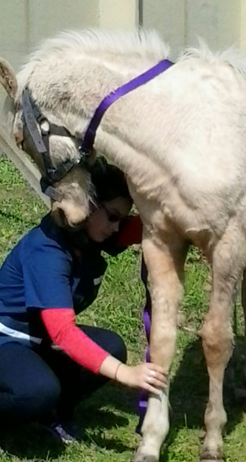 horse and me