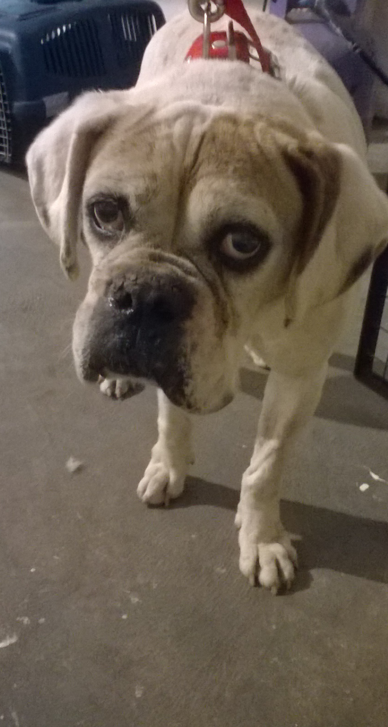 dog