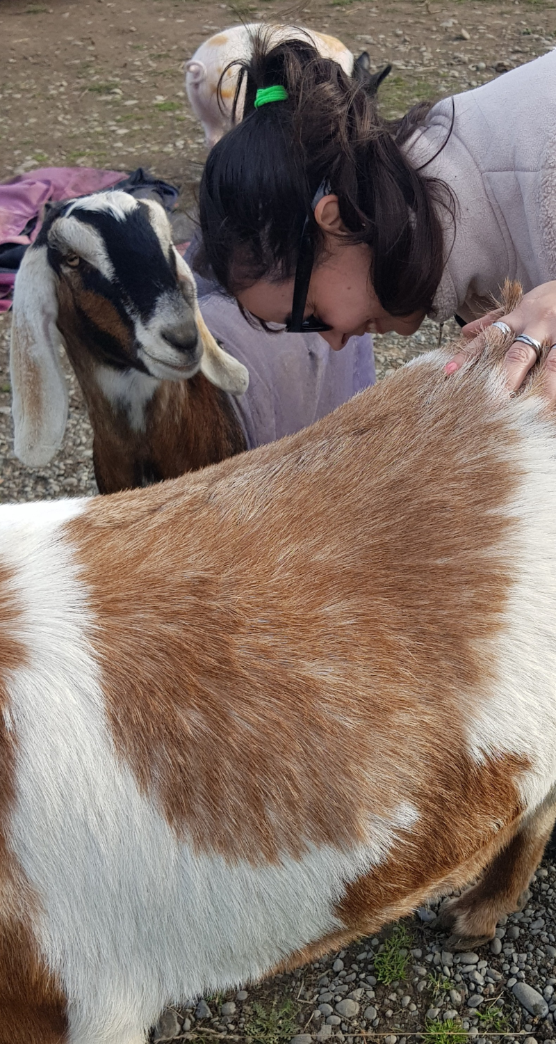 sheep and me