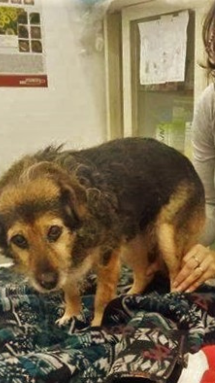 foto de charlie