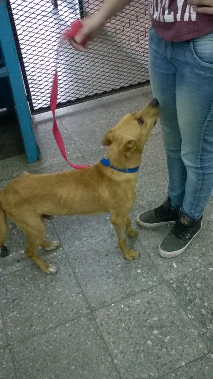 foto de pichilo